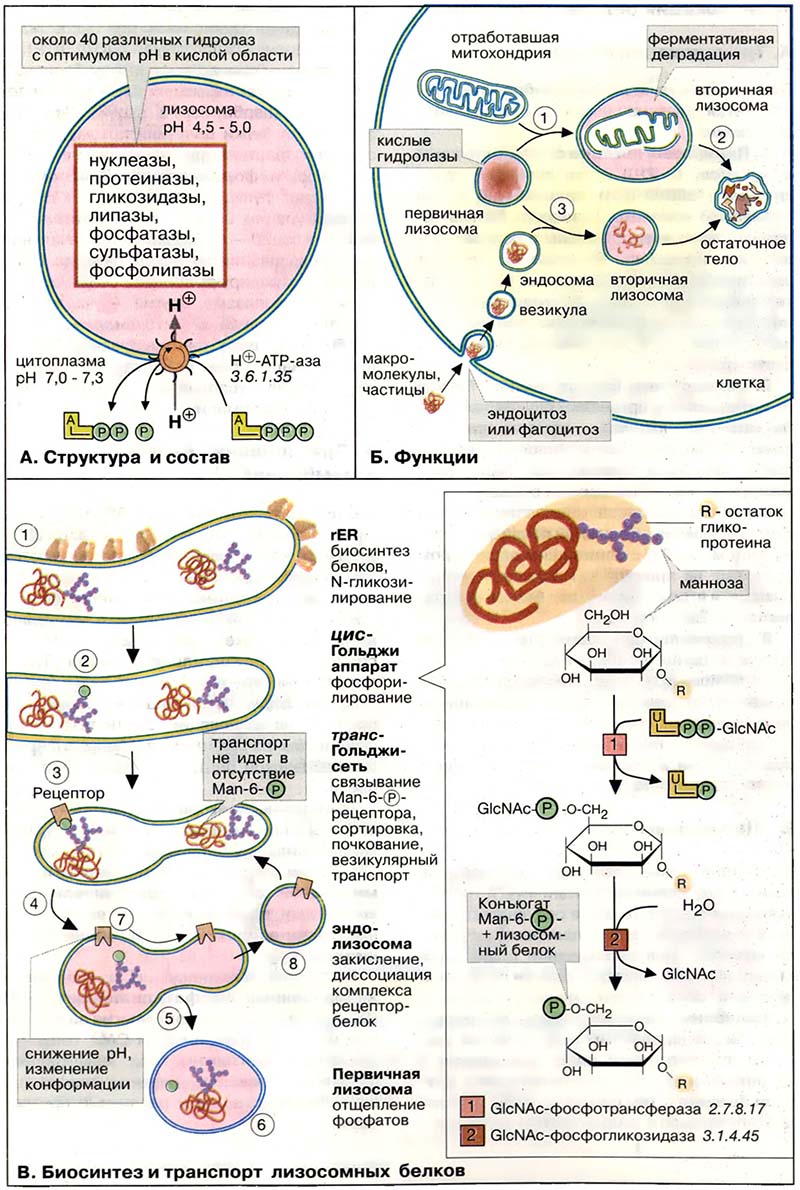 Организация клетки. Лизосомы / Лизосомы