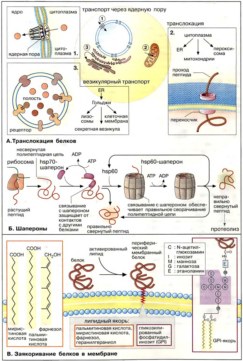 Организация клетки. Внутриклеточный транспорт / Транслокация белков. Шапероны