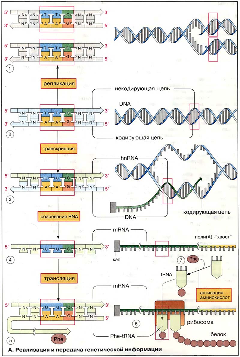 Молекулярная генетика / Молекулярная генетика: общие сведения