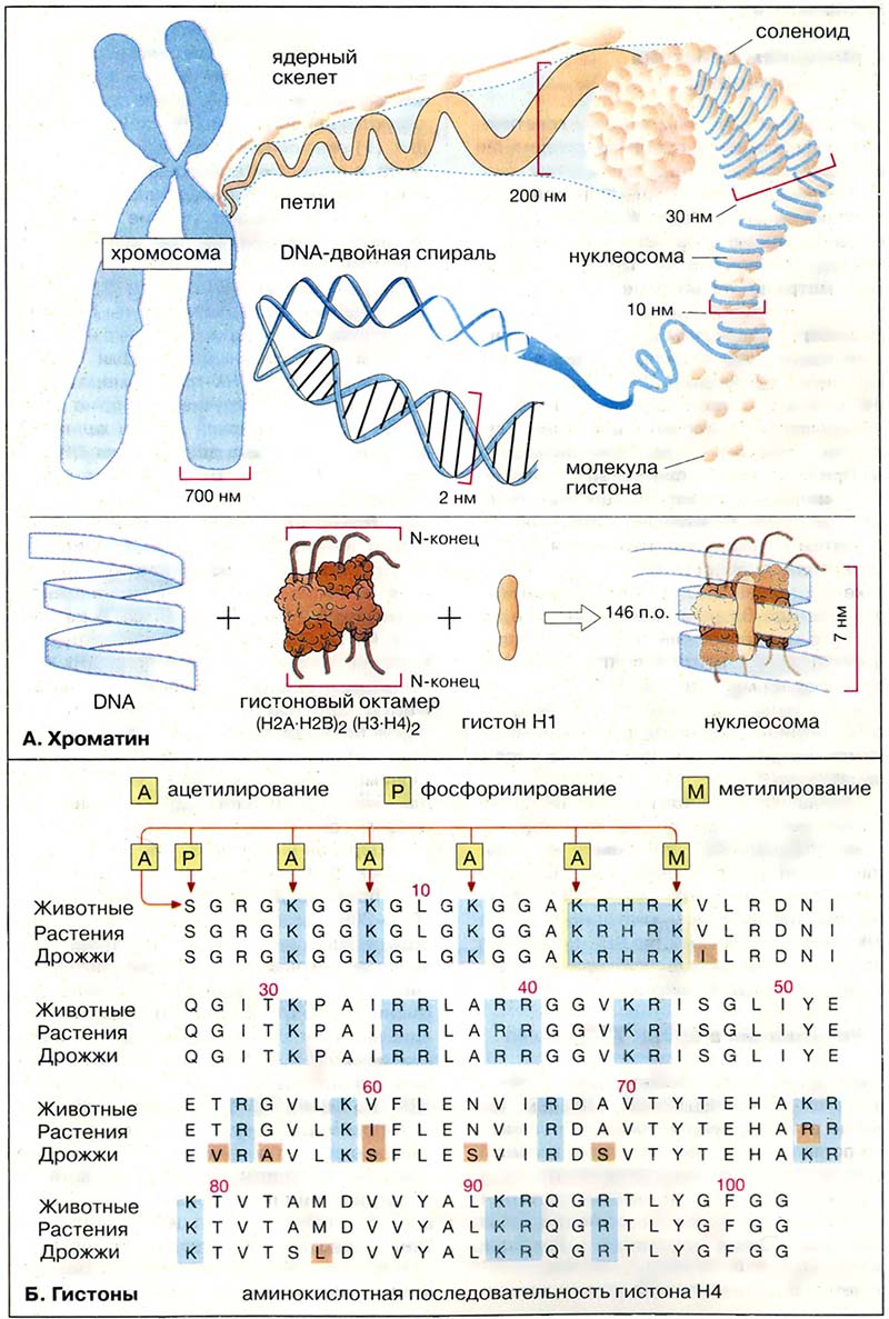 Молекулярная генетика / Геном