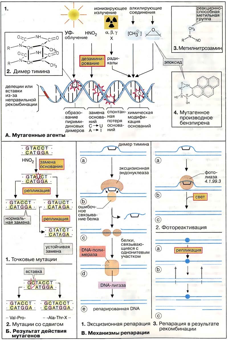 Молекулярная генетика / Мутация и репарация