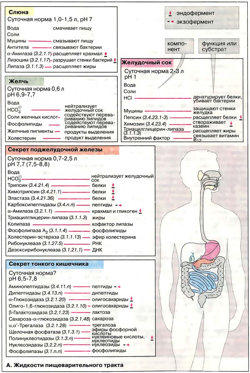 Ткани и органы. Пищеварение / Секреты пищеварительного тракта