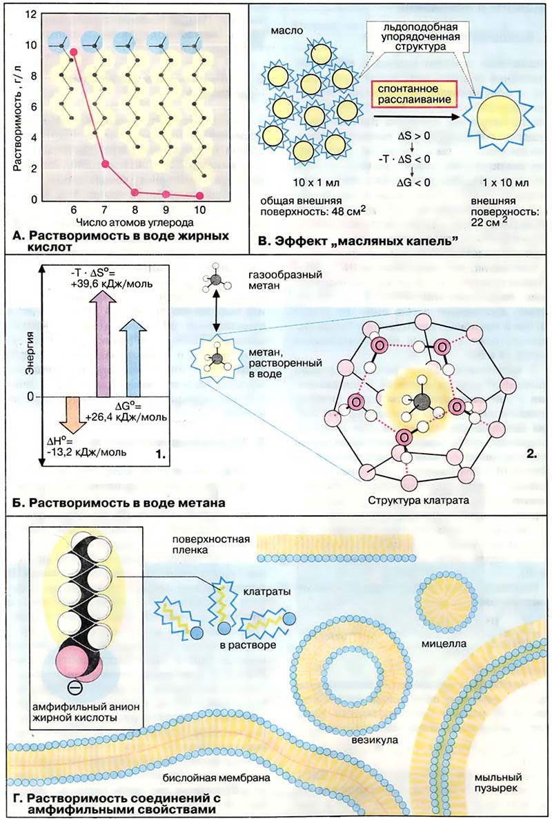 Основы биохимии. Физическая химия / Гидрофобные взаимодействия