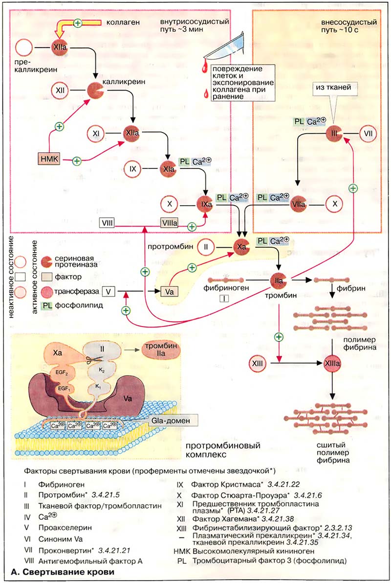 Ткани и органы. Кровь / Свёртывание крови