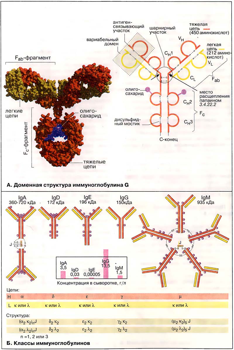 Ткани и органы. Иммунная система / Антитела