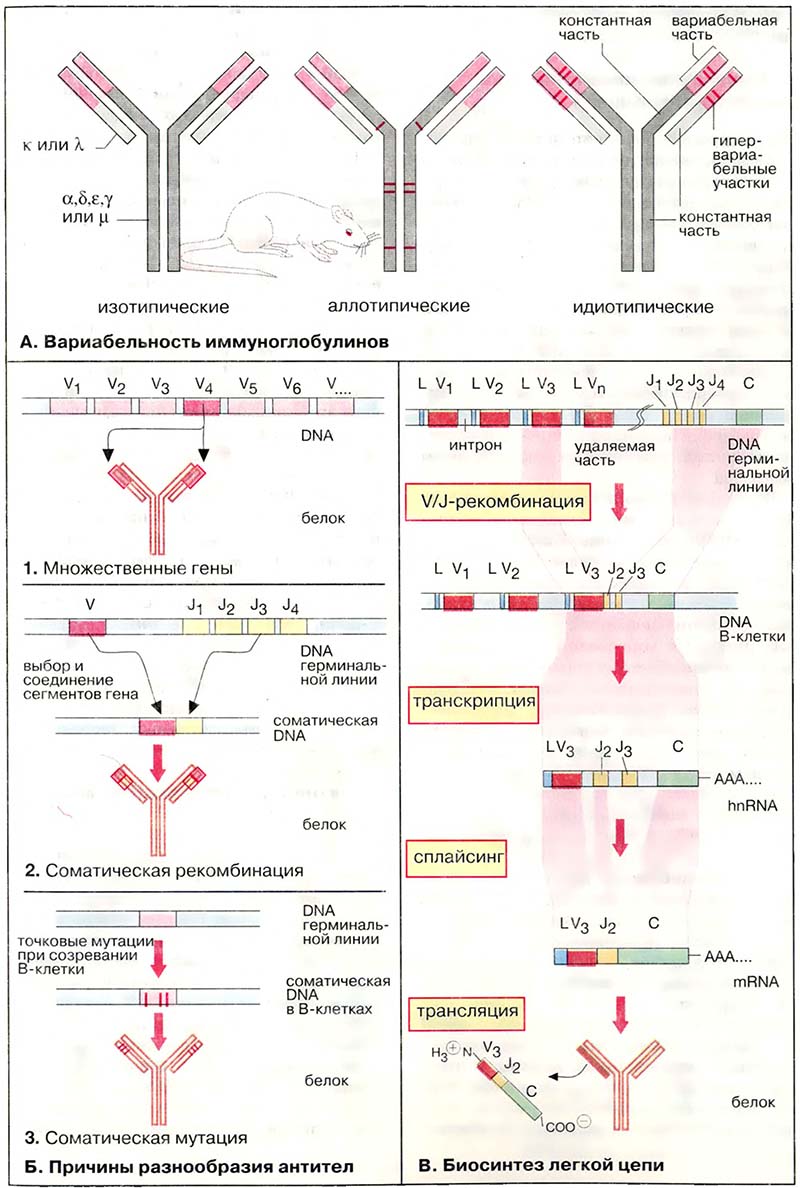 Ткани и органы. Иммунная система / Биосинтез антител