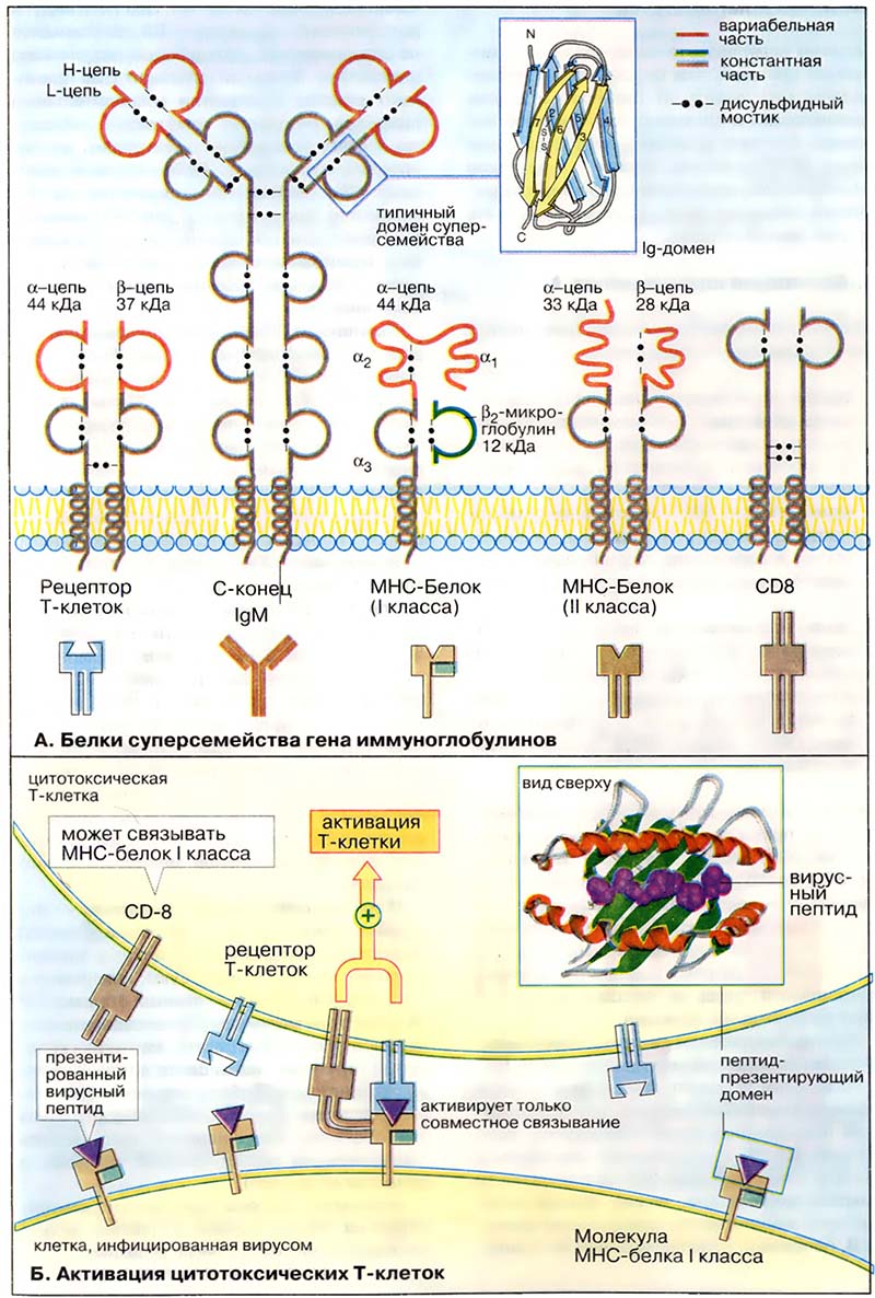 Ткани и органы. Иммунная система / Белки главного комплекса гисто-совместимости