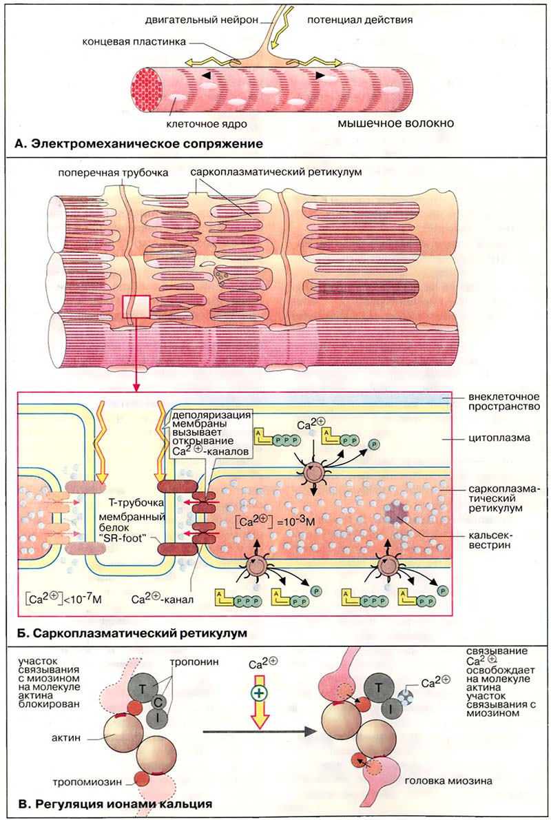 Ткани и органы. Мышцы / Регуляция сокращения мышечных волокон