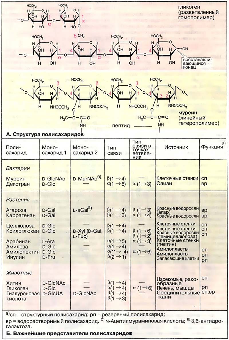 Биомолекулы. Углеводы / Полисахариды
