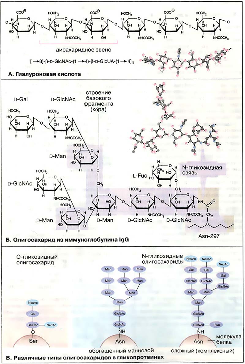 Биомолекулы. Углеводы / Гликозаминогликаны и гликопротеины