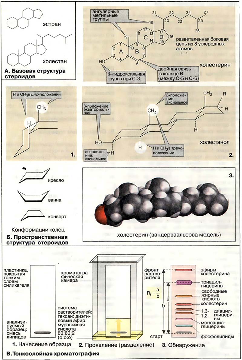 Биомолекулы. Липиды / Стероиды: структура