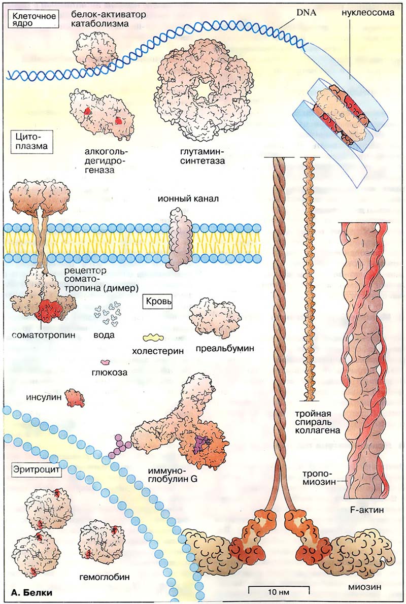 Биомолекулы. Пептиды и белки / Пептиды и белки: общие сведения