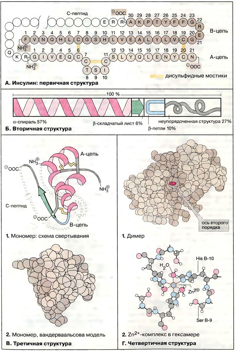 Биомолекулы. Пептиды и белки / Глобулярные белки