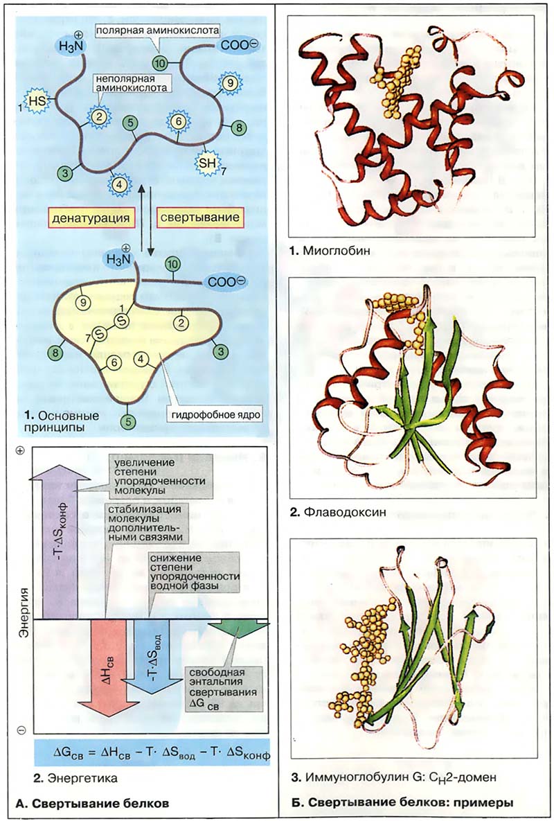 Биомолекулы. Пептиды и белки / Свёртывание белков