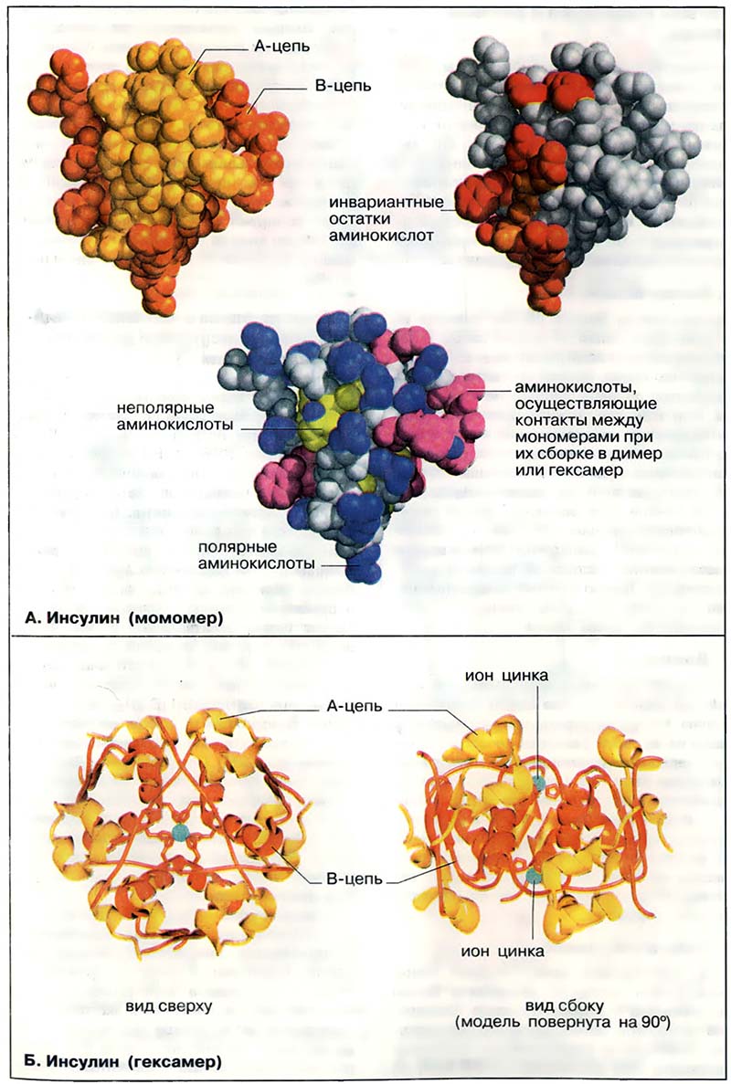 Биомолекулы. Пептиды и белки / Молекулярные модели: инсулин