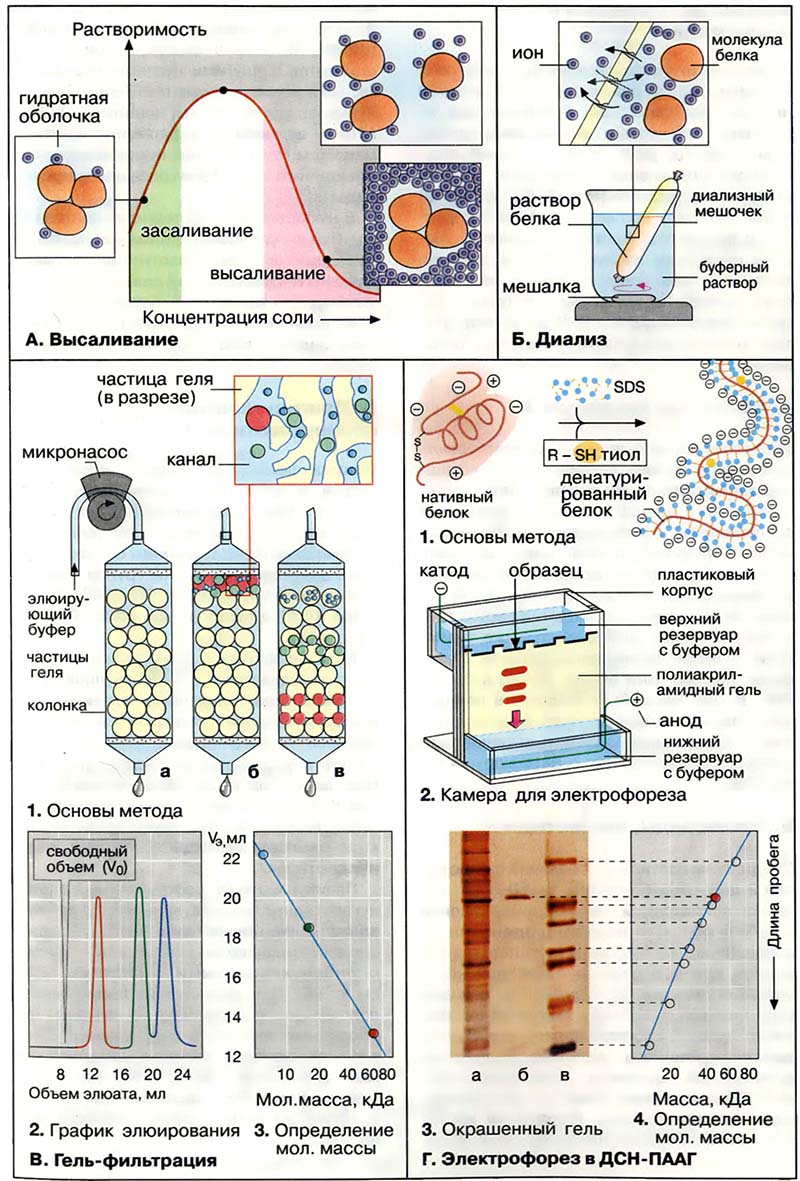 Биомолекулы. Пептиды и белки / Методы выделения и анализа белков