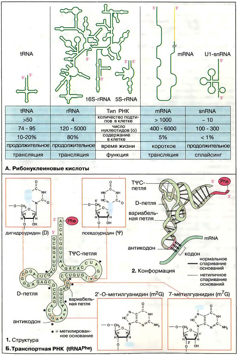 Биомолекулы. Нуклеиновые кислоты / Рибонуклеиновые кислоты