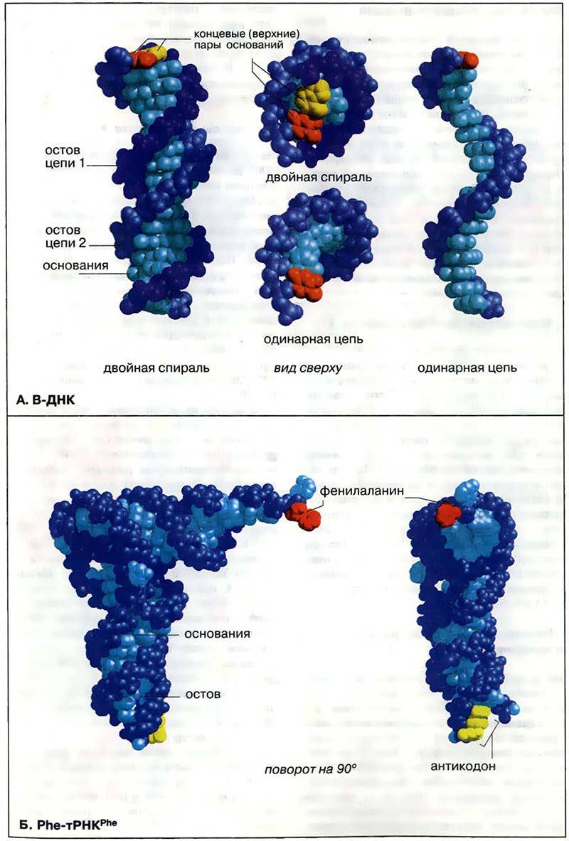Биомолекулы. Нуклеиновые кислоты / Молекулярные модели ДНК и тРНК