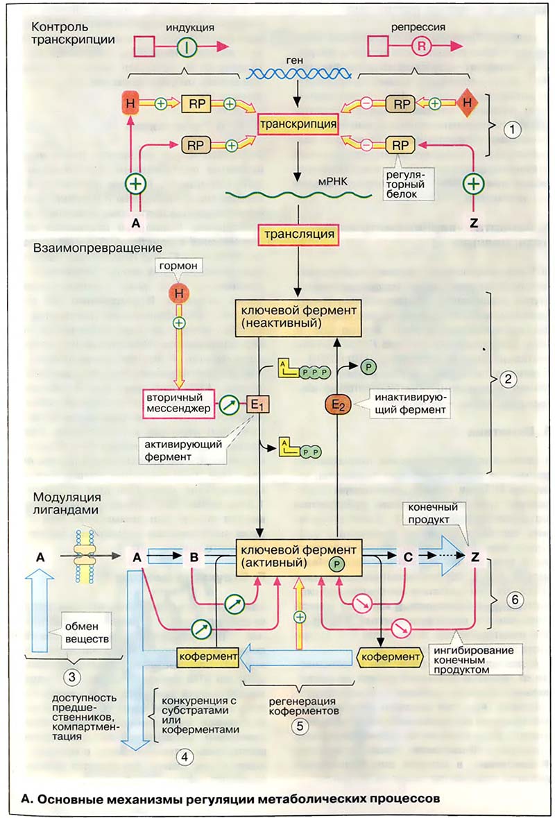 Метаболизм. Регуляция / Механизмы регуляции метаболических процессов