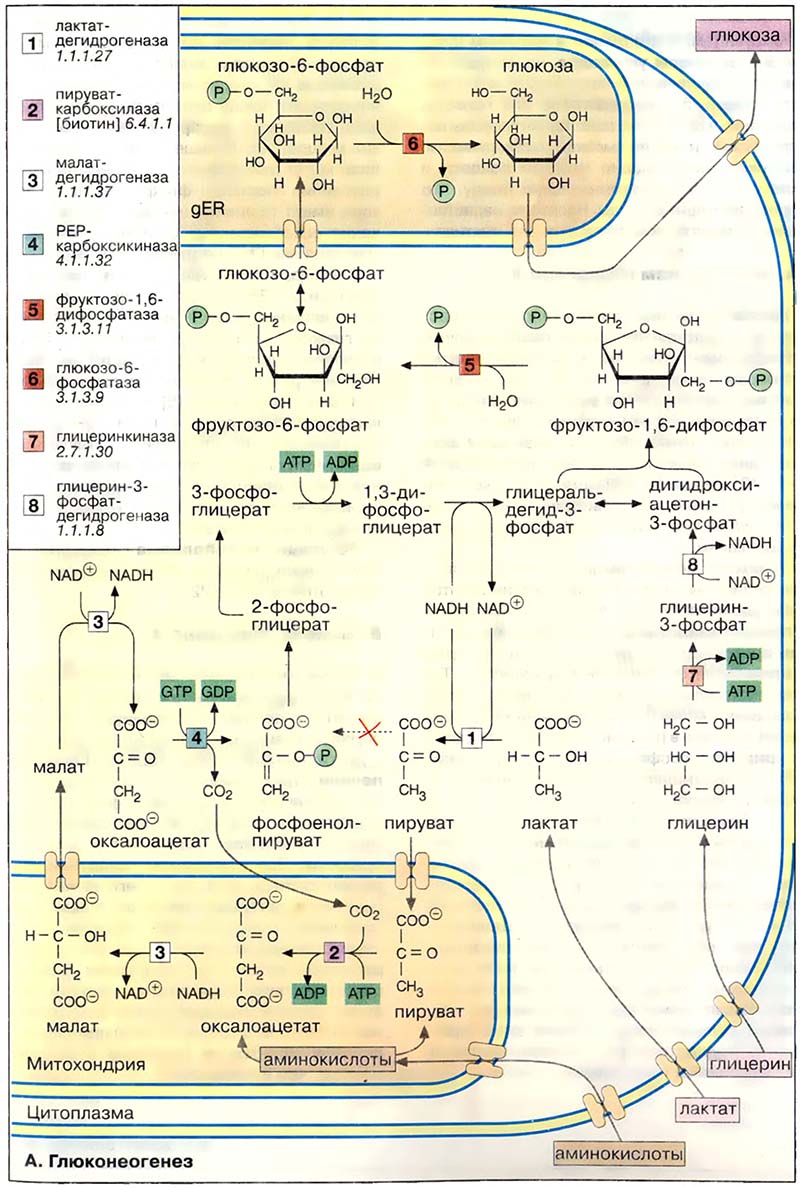 Метаболизм углеводов / Глюконеогенез