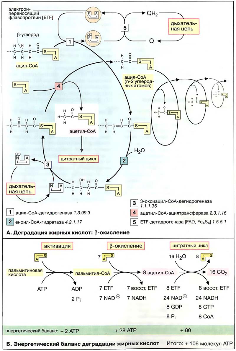 Метаболизм липидов / Деградация жирных кислот: β-окисление
