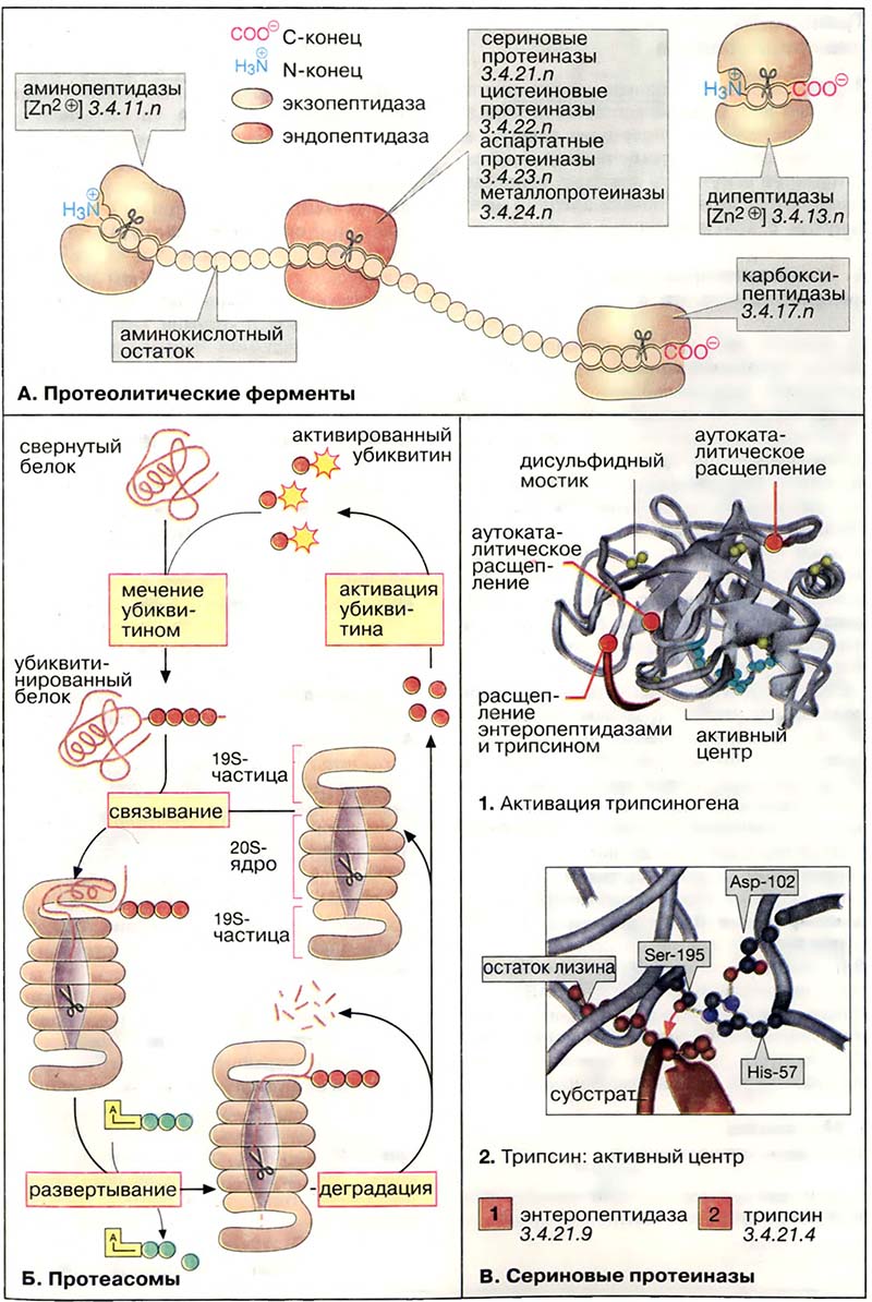 Метаболизм белков / Протеолиз