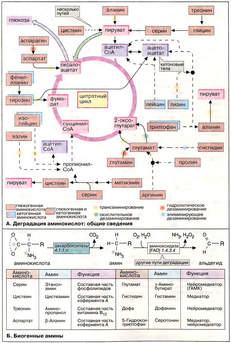 Метаболизм белков / Деградация аминокислот