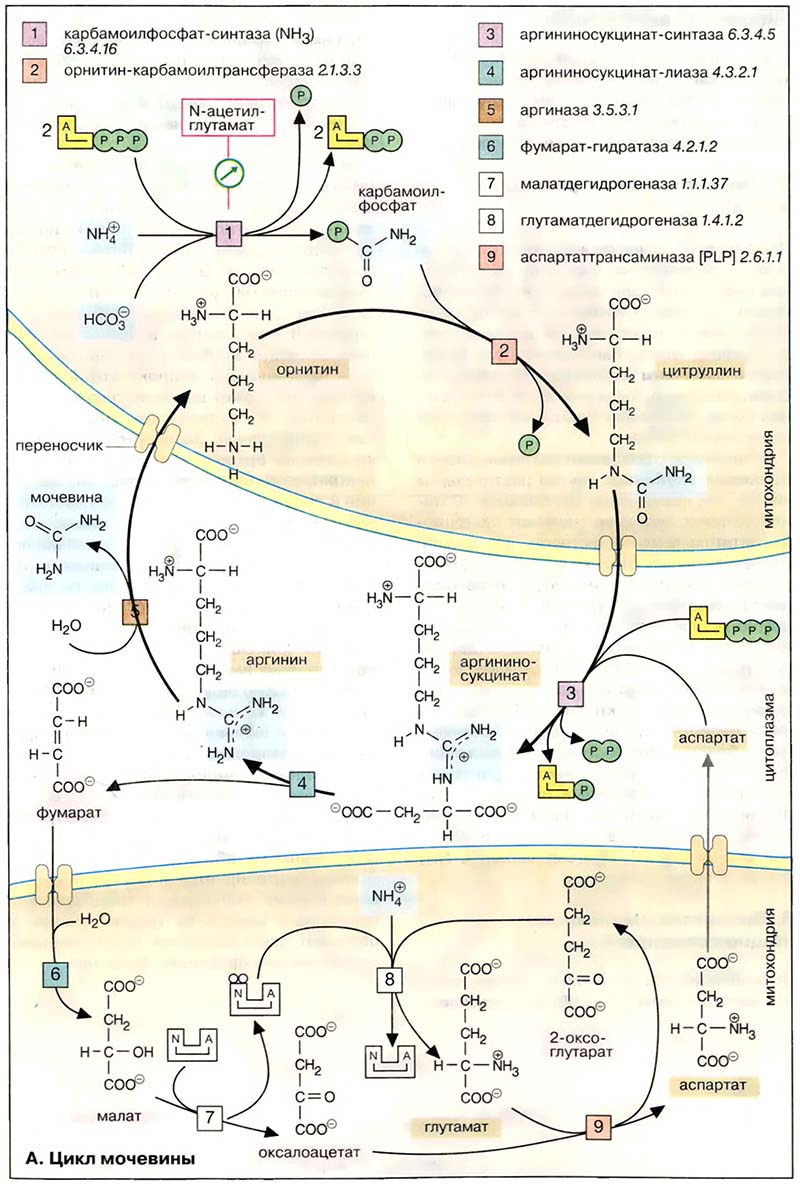 Метаболизм белков / Цикл мочевины
