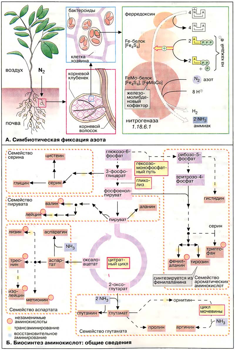 Метаболизм белков / Биосинтез аминокислот