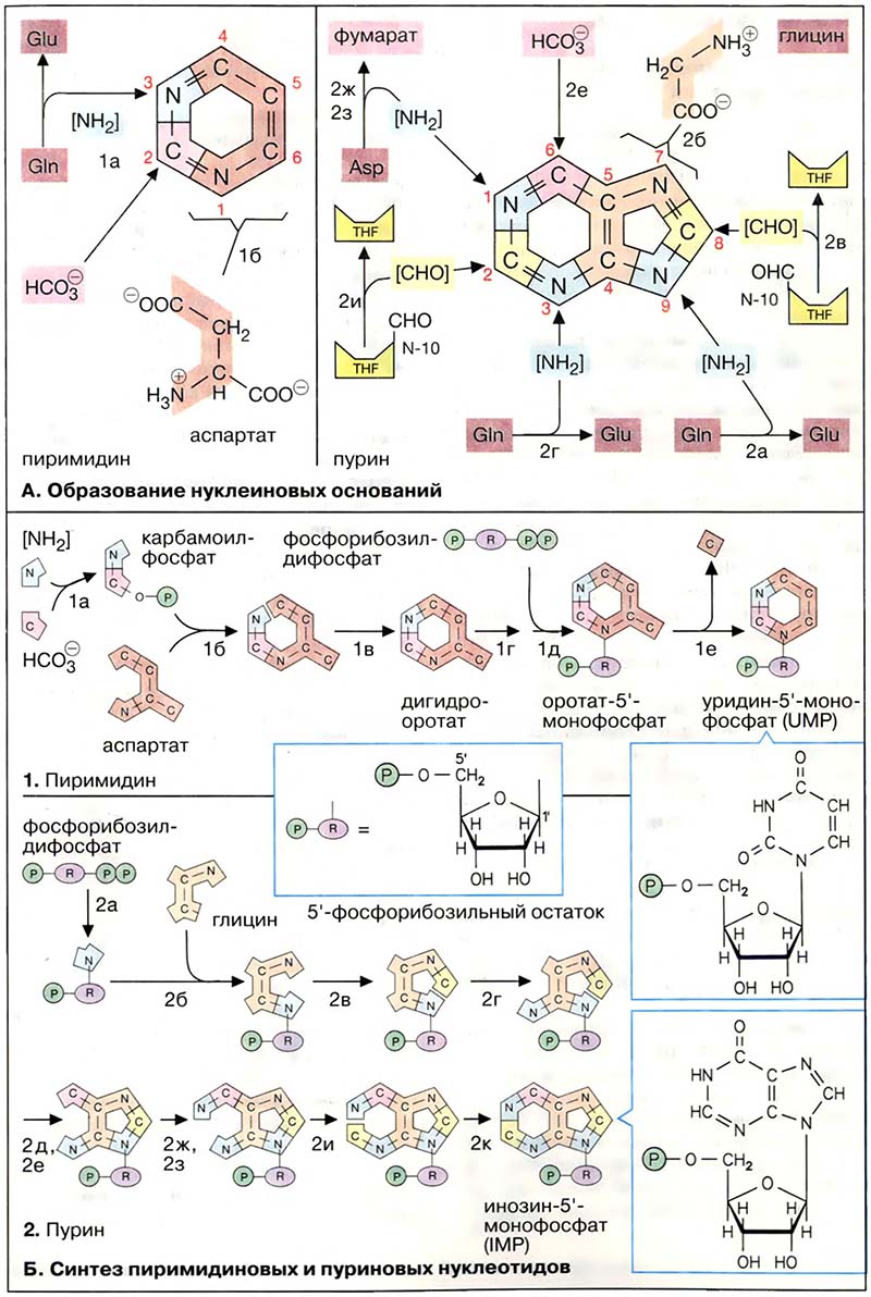 Метаболизм нуклеотидов / Биосинтез пуринов и пиримидинов