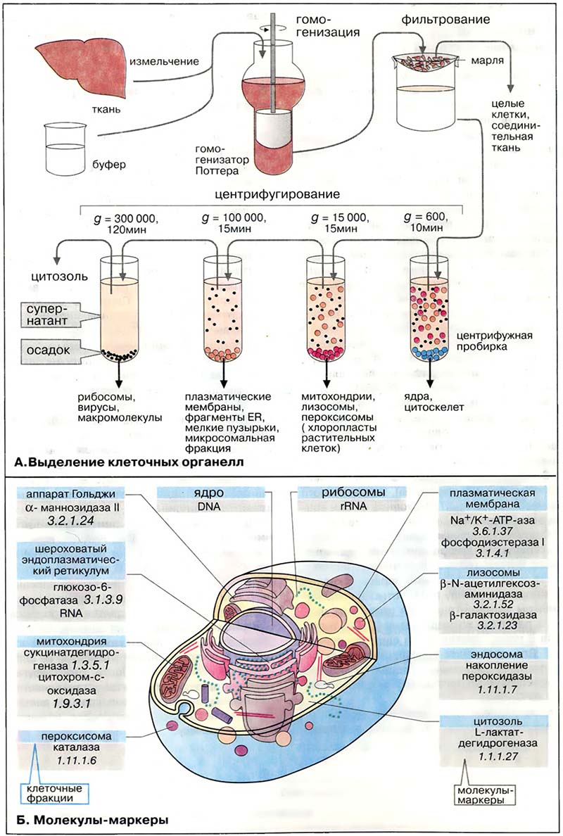 Организация клетки. Структура клеток / Фракционирование клеточных структур
