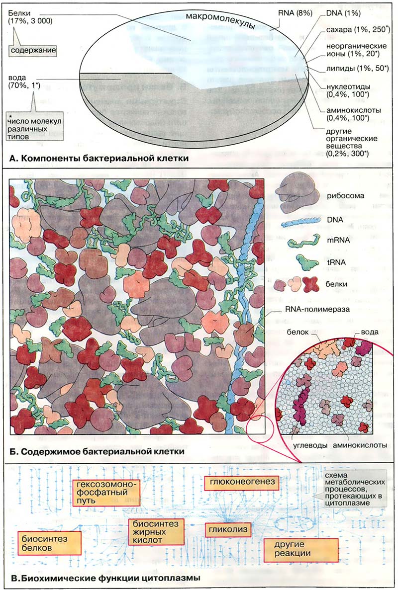 Организация клетки. Структура клеток / Клеточные компоненты и цитоплазма