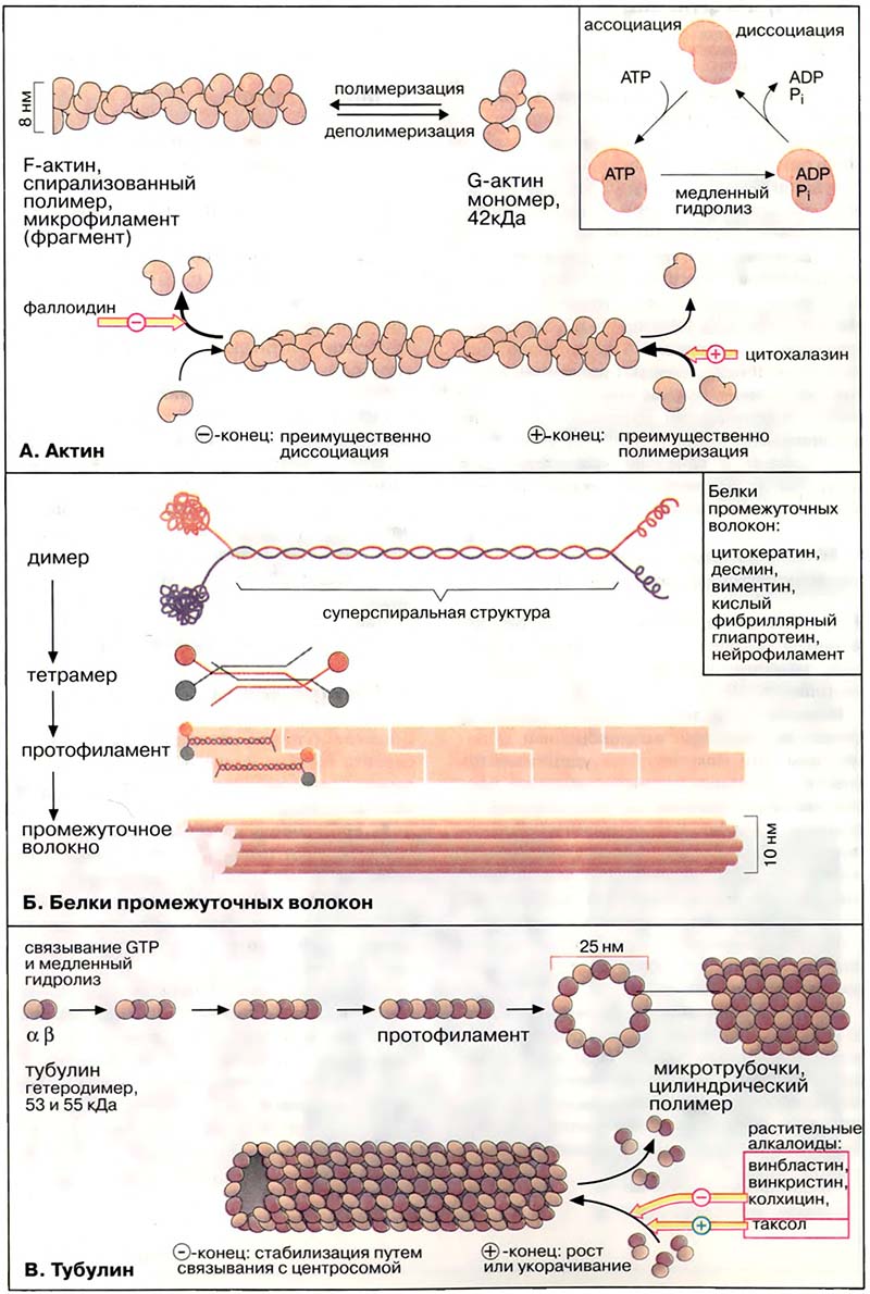 Организация клетки. Цитоскелет / Цитоскелет: состав