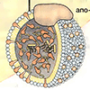 А. Структура гемоглобина
