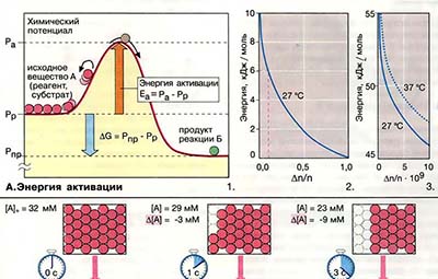 Кинетика химических реакций