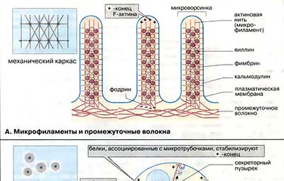 Структура и функции