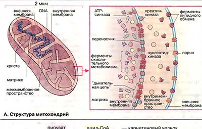Митохондрии: структура и функции