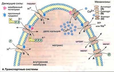Транспортные системы