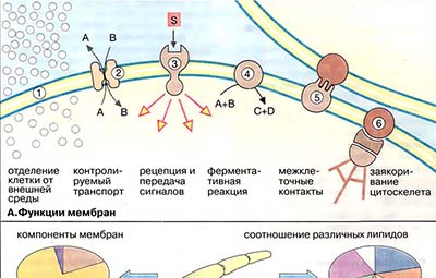 Функции и состав биомембран