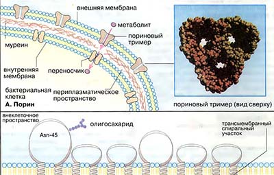 Транспортные белки