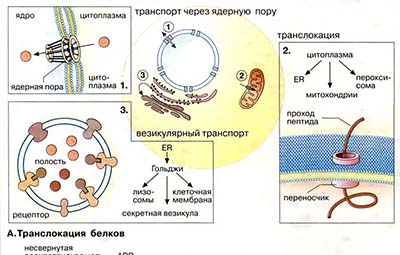 Транслокация белков. Шапероны