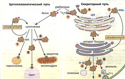 Сортировка белков