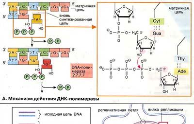 Репликация