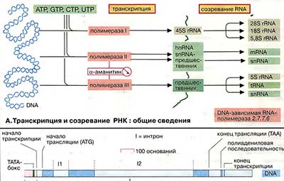 Транскрипция