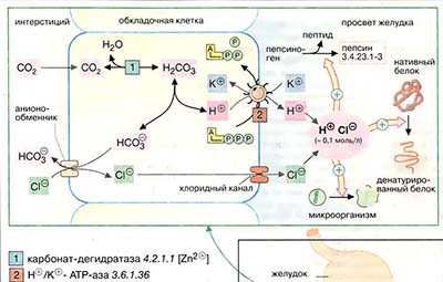 Процессы пищеварения