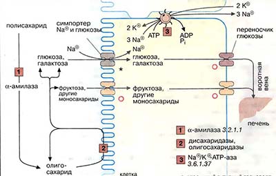 Всасывание