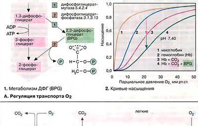 Транспорт газов