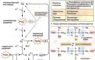 Эритроциты: обмен веществ