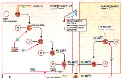 Свёртывание крови