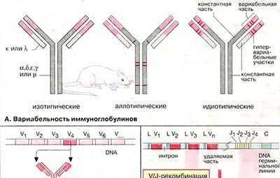 Биосинтез антител